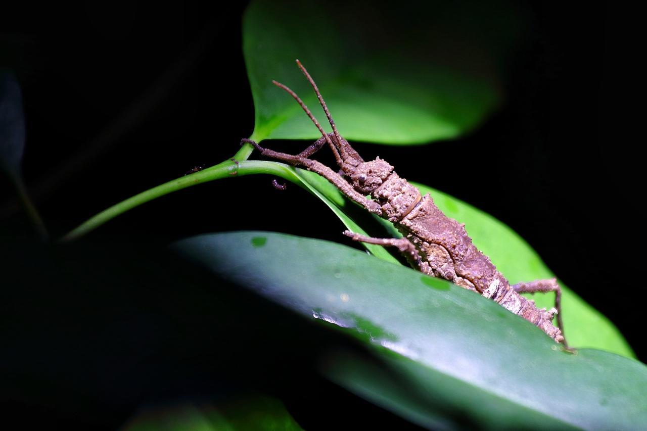Tanini Kinabatangan Formerly Known As Nature Lodge Kinabatangan Bilit Εξωτερικό φωτογραφία