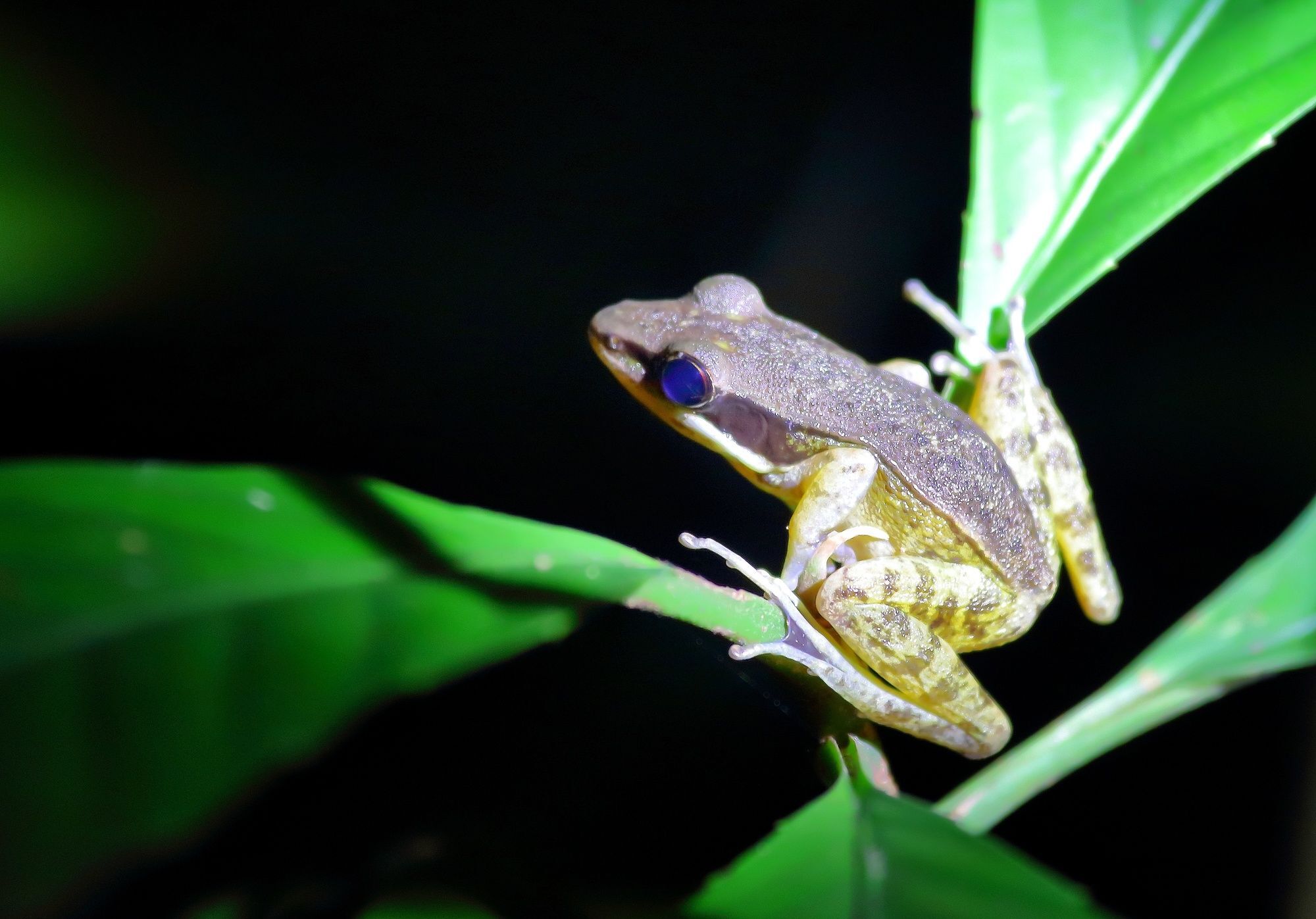 Tanini Kinabatangan Formerly Known As Nature Lodge Kinabatangan Bilit Εξωτερικό φωτογραφία